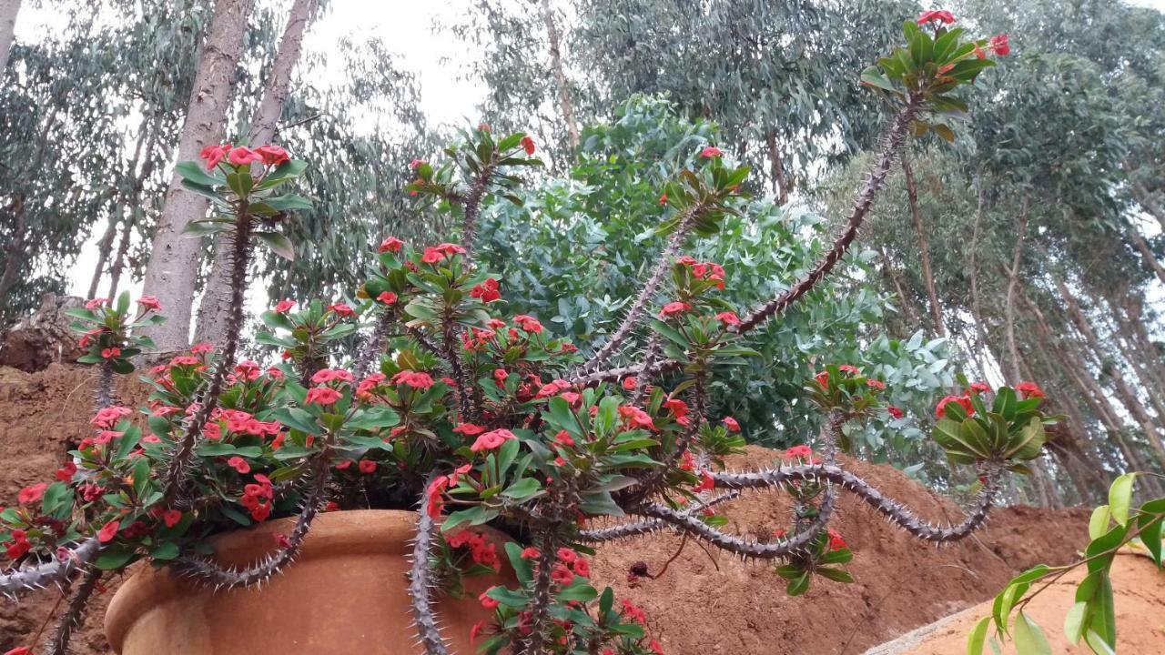Villa Barrancolaurel Moya  Esterno foto